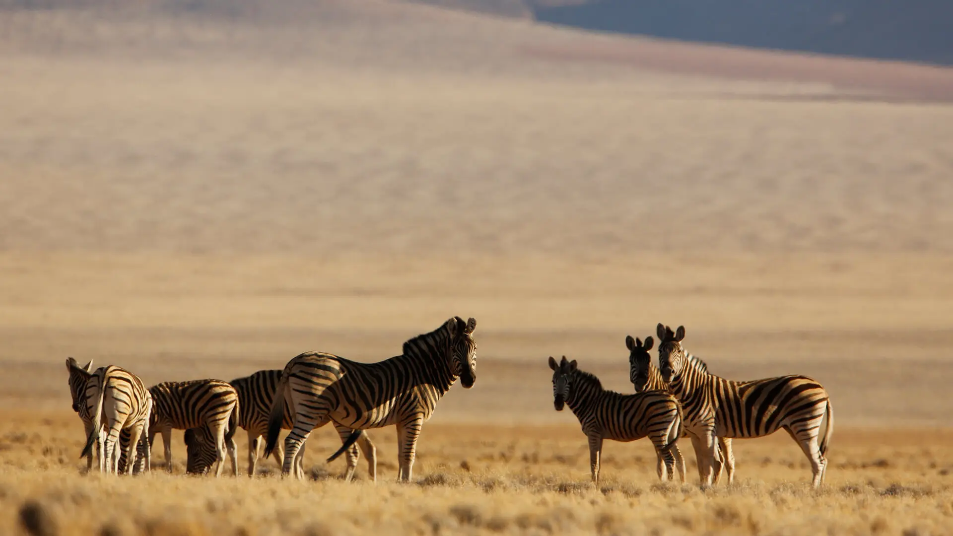 Animals & Wildlife