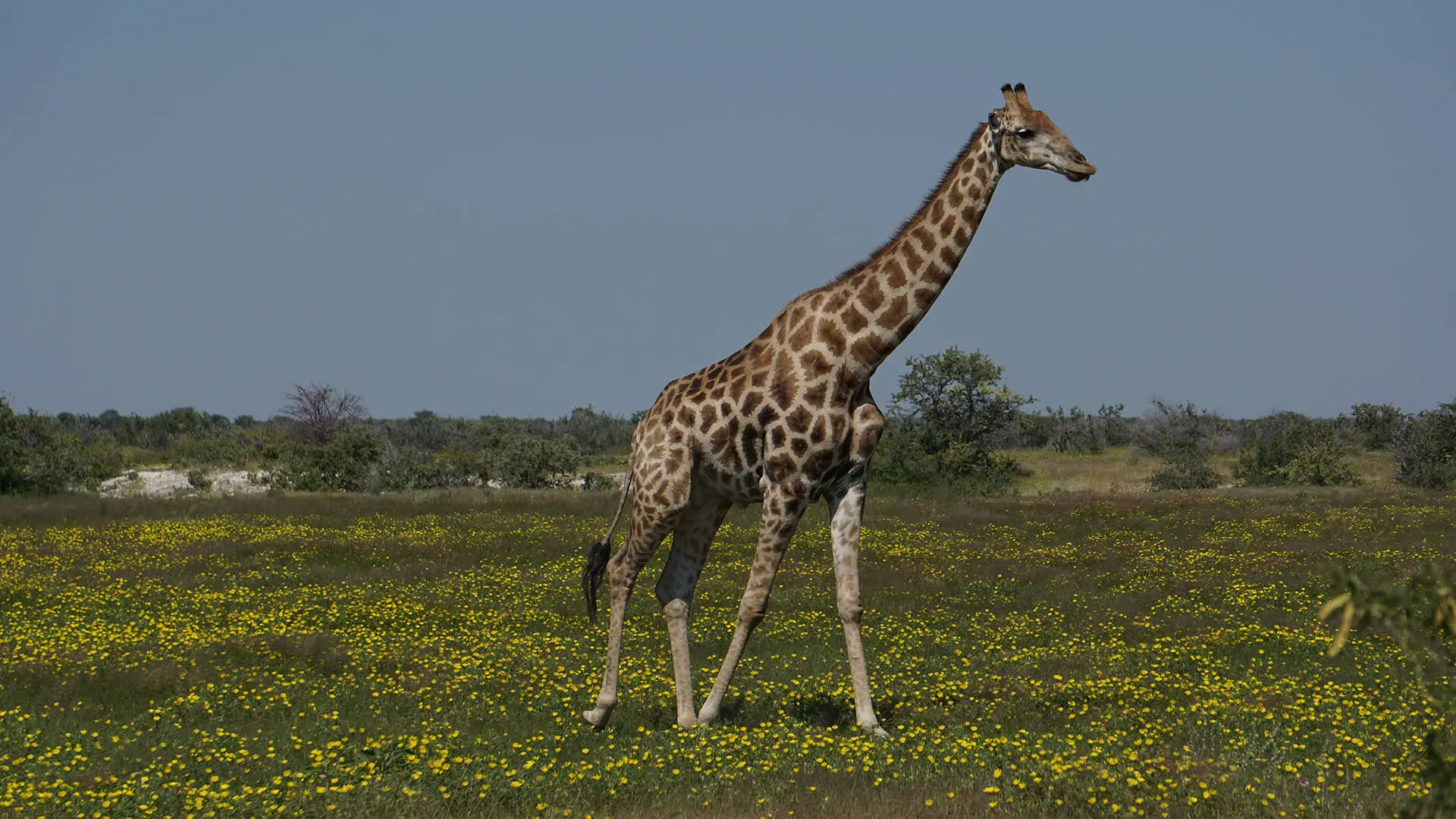 Animals & Wildlife