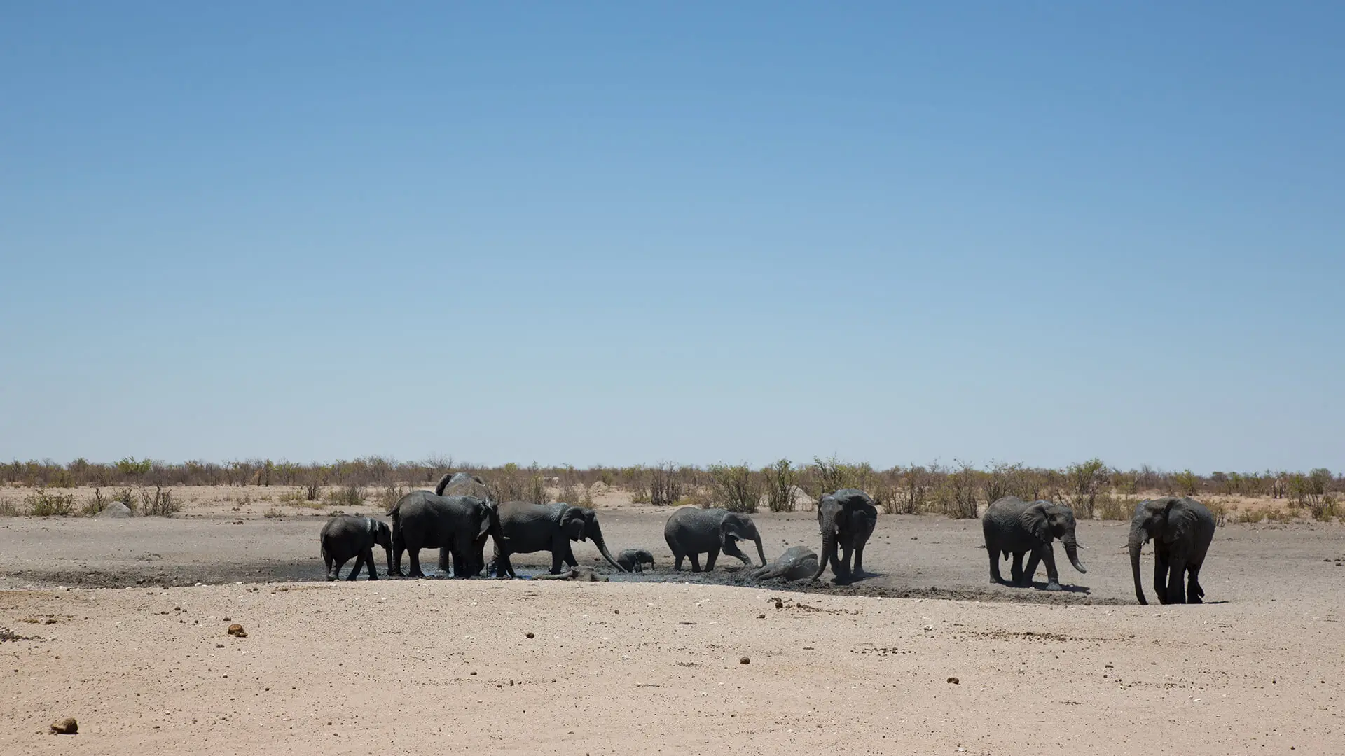 Animals & Wildlife