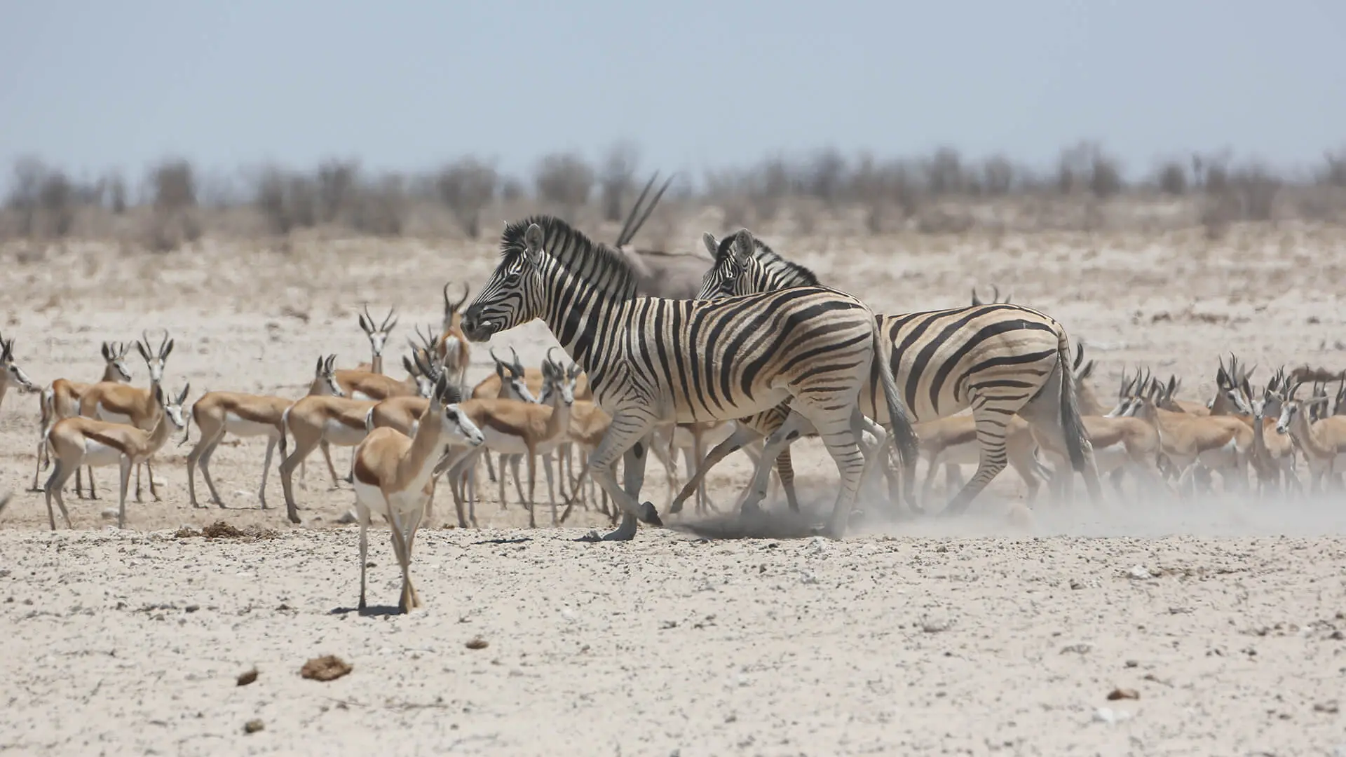 Animals & Wildlife