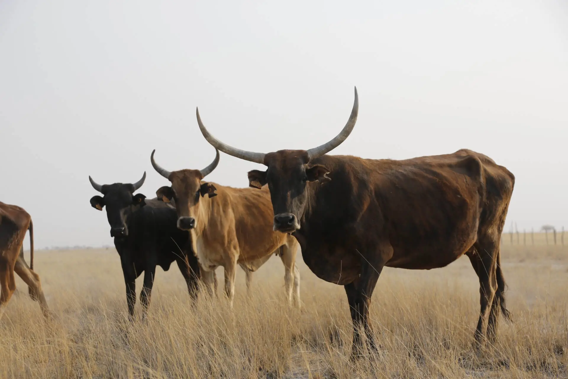 Rural Vallages & Life