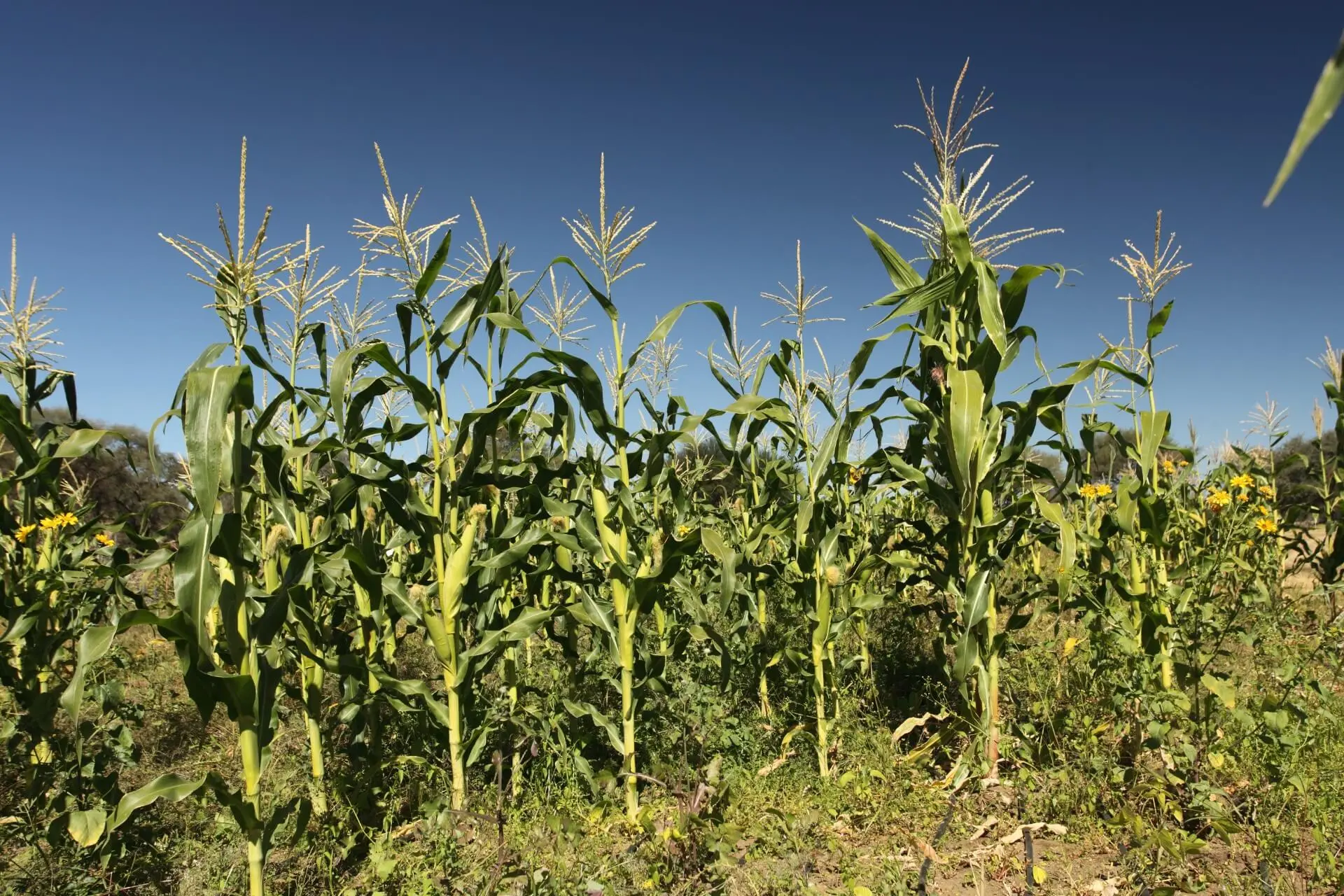 Farms & Agriculture