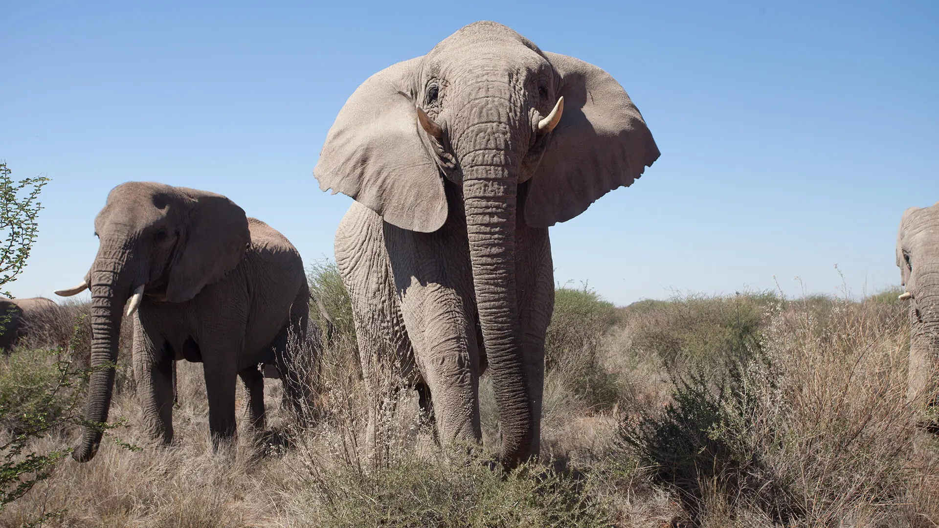 Animals & Wildlife