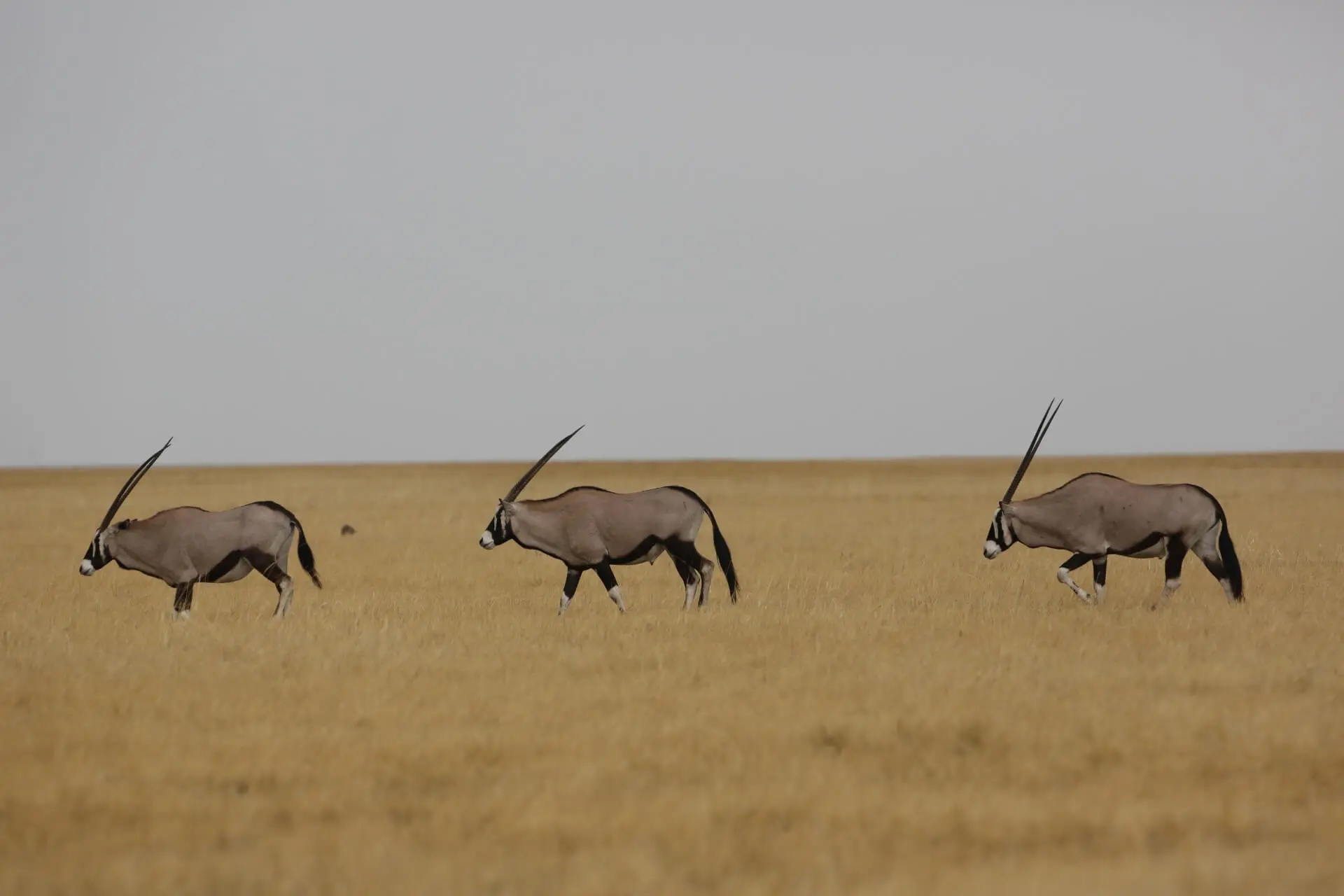 Animals & Wildlife