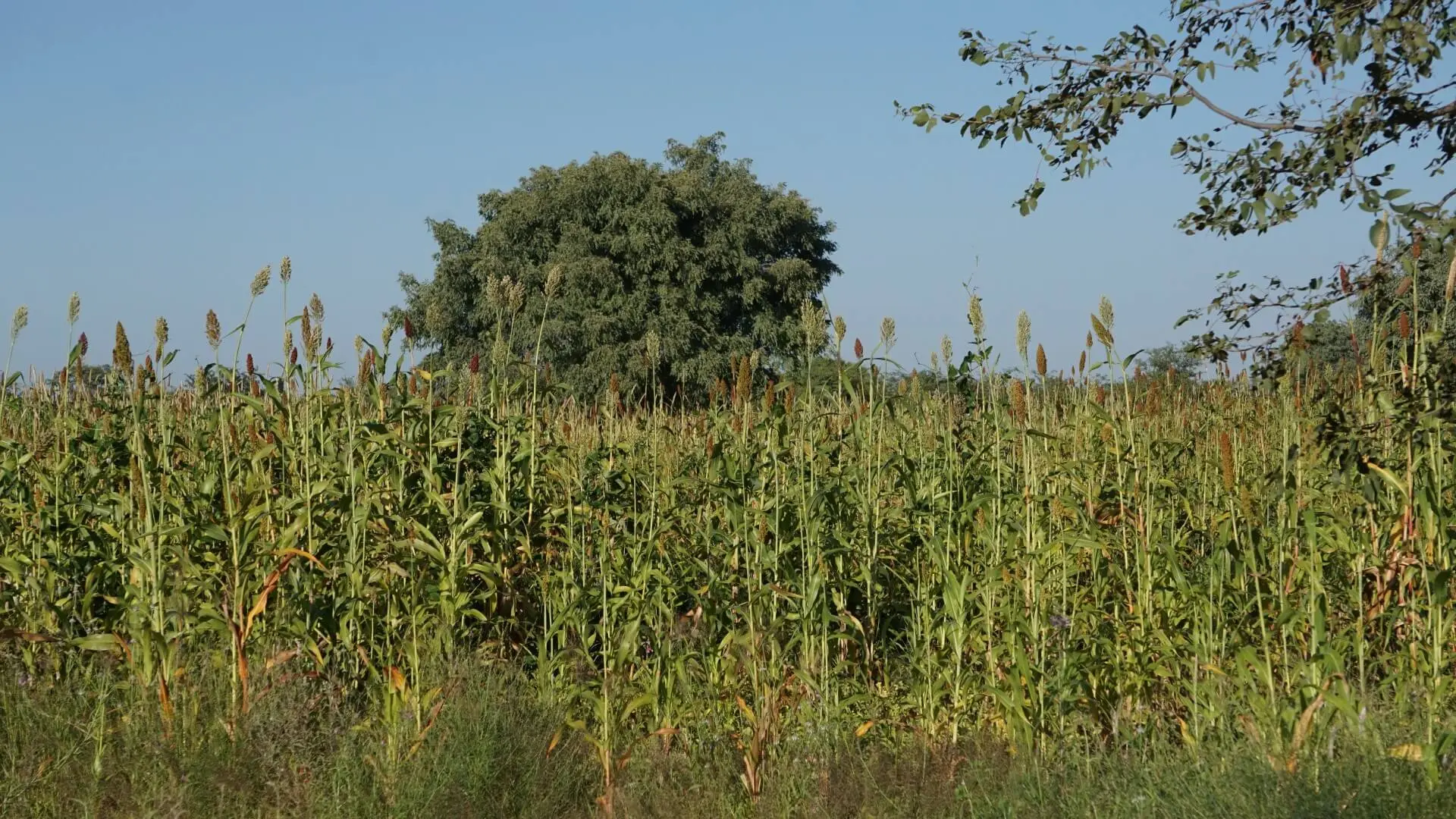 Farms & Agriculture