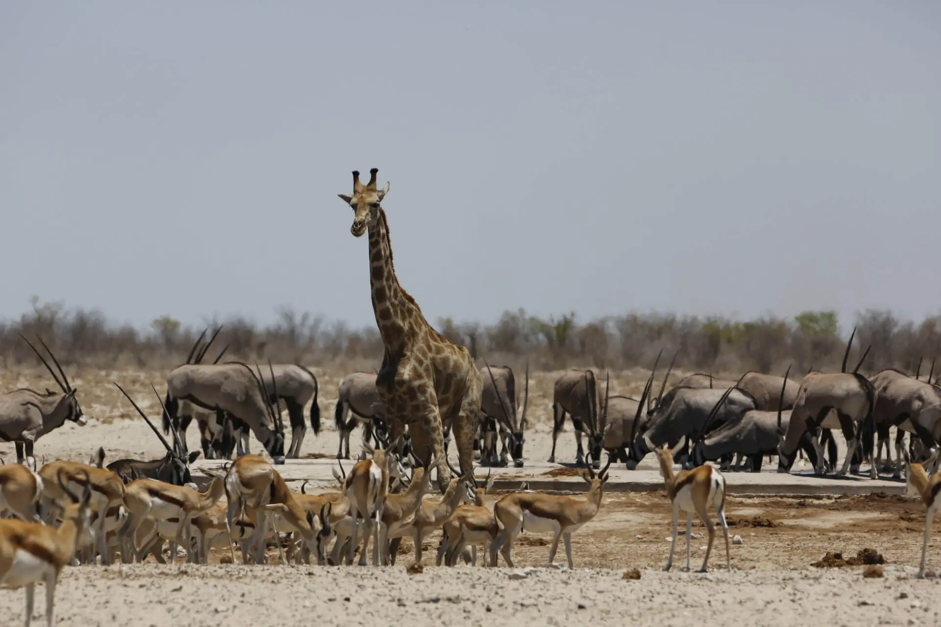 Animals & Wildlife