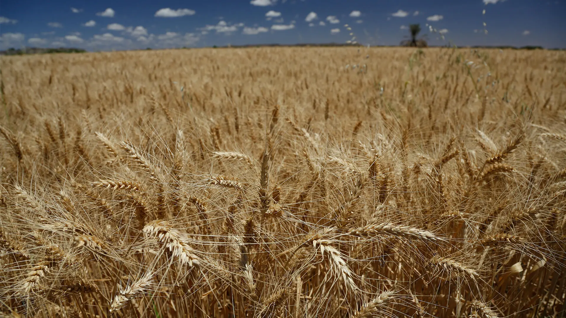 Farms & Agriculture