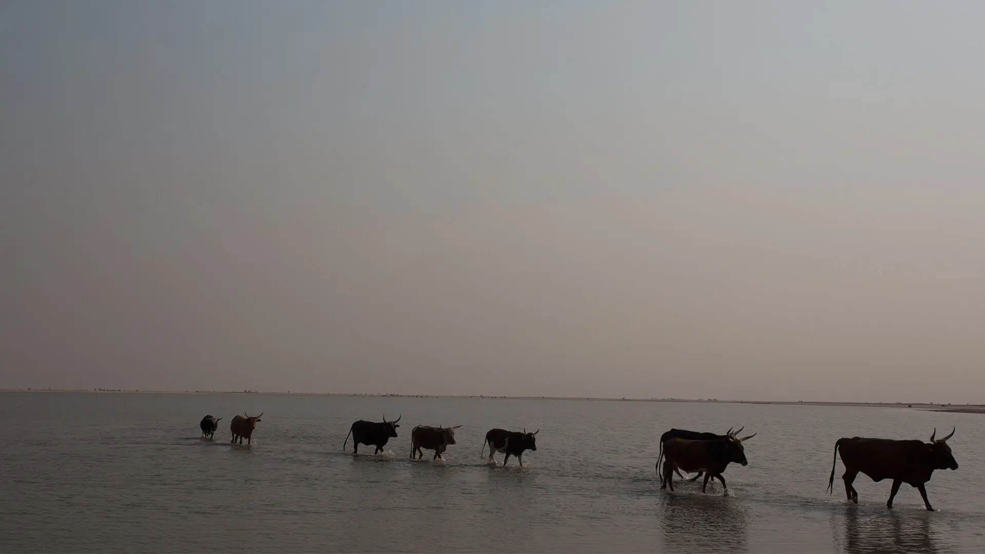 Wetlands, Rivers & Dams