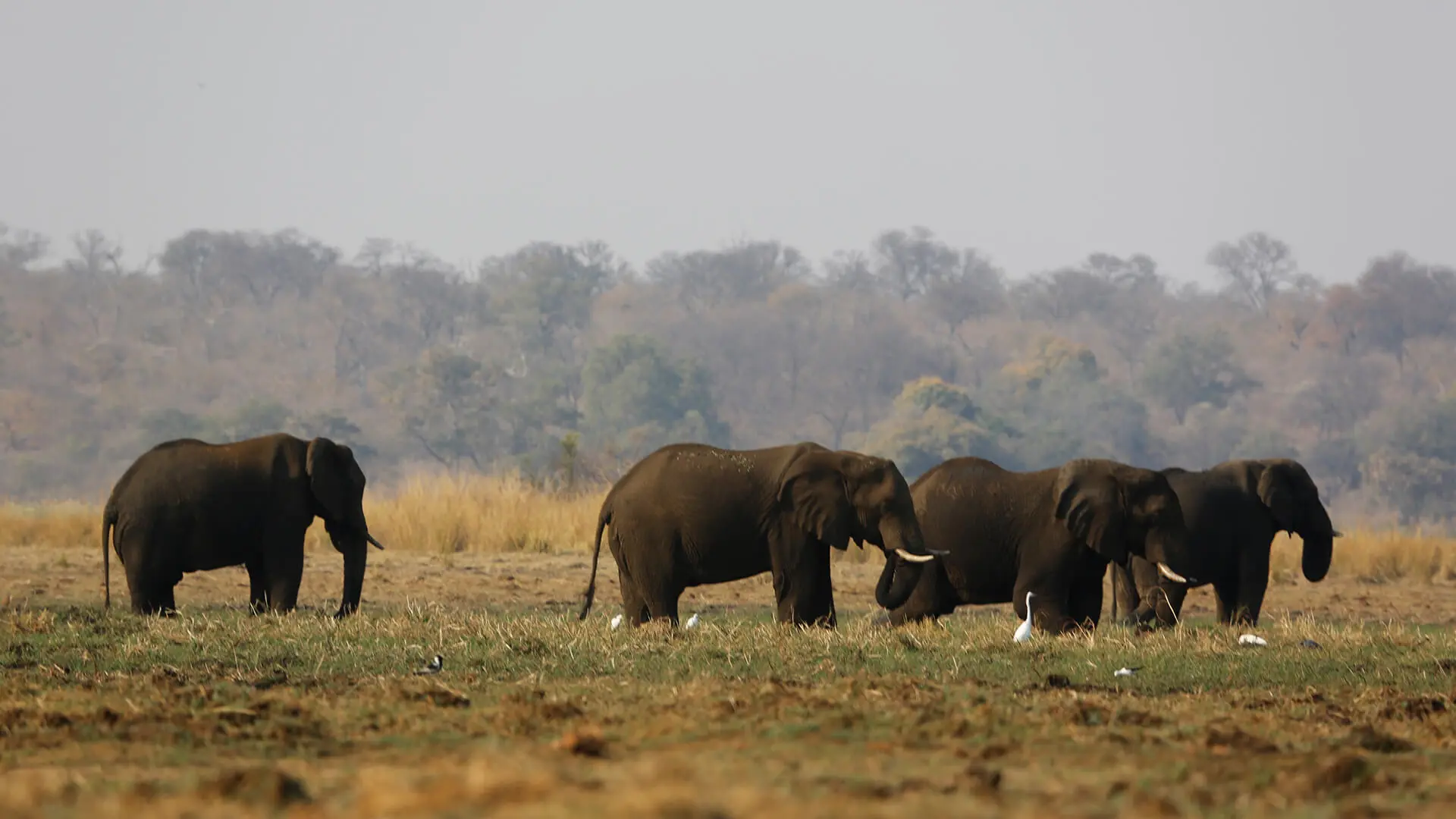 Animals & Wildlife