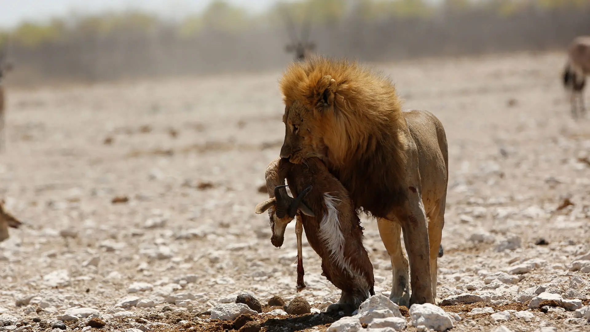 Animals & Wildlife