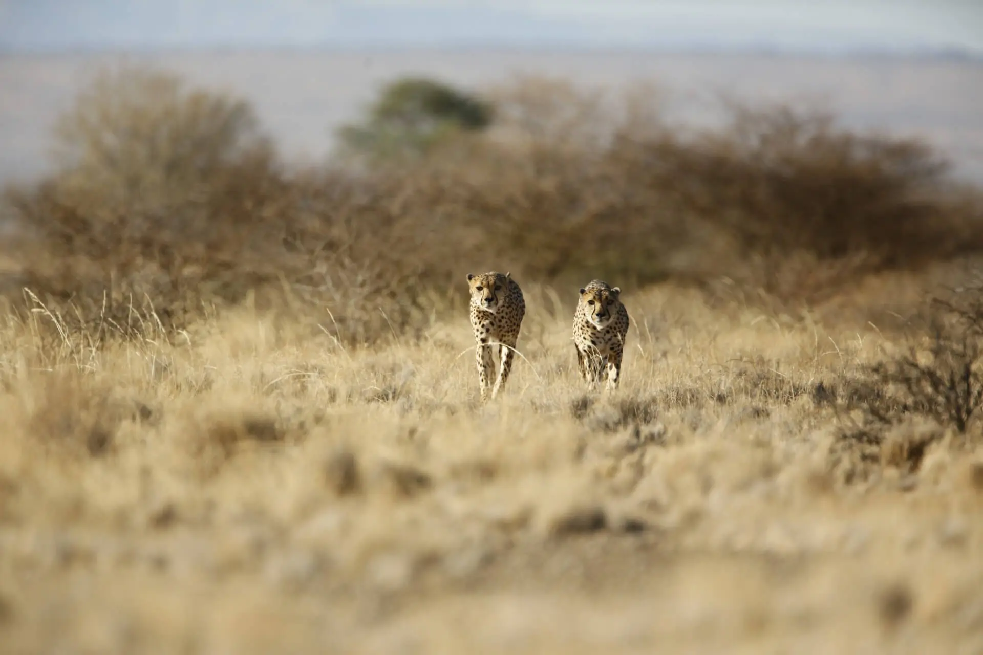 Animals & Wildlife