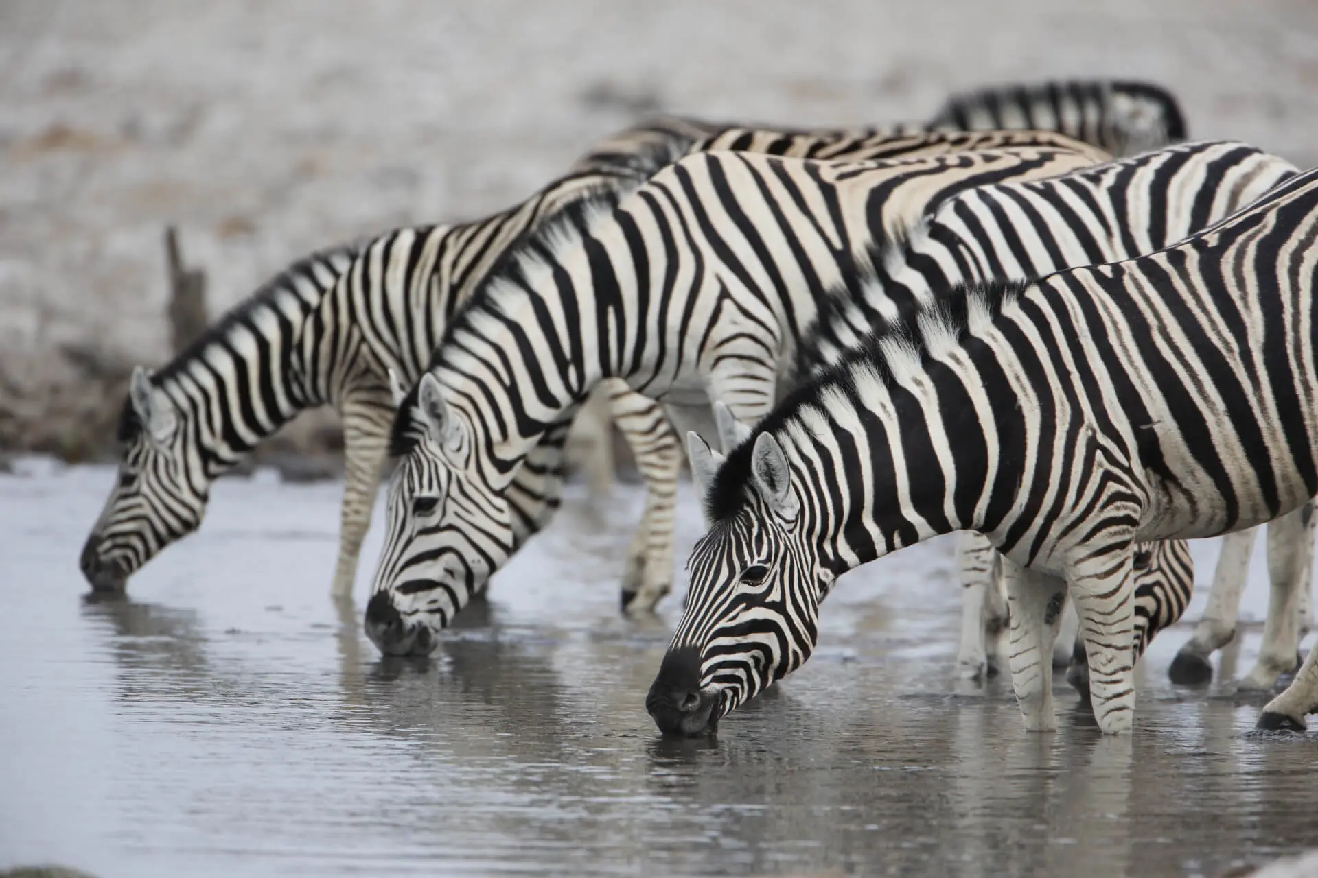 Animals & Wildlife