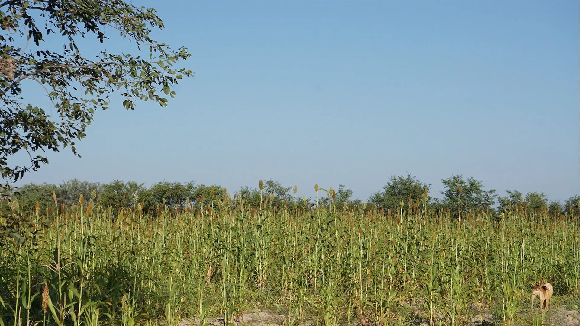 Farms & Agriculture