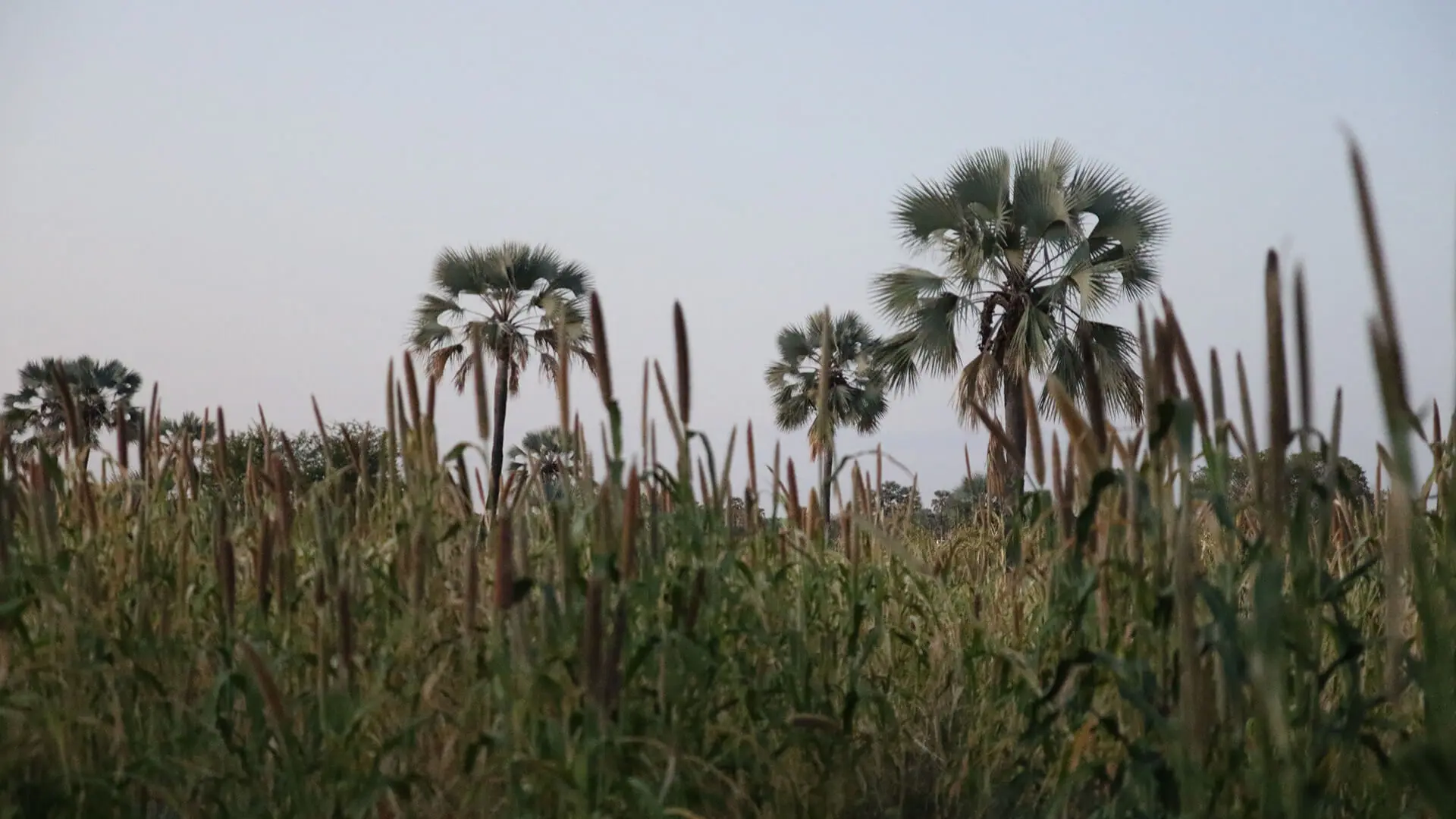 Farms & Agriculture
