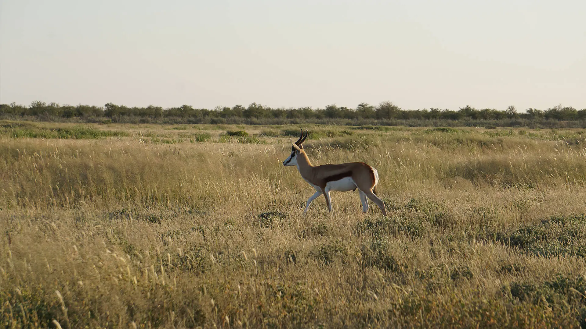 Animals & Wildlife