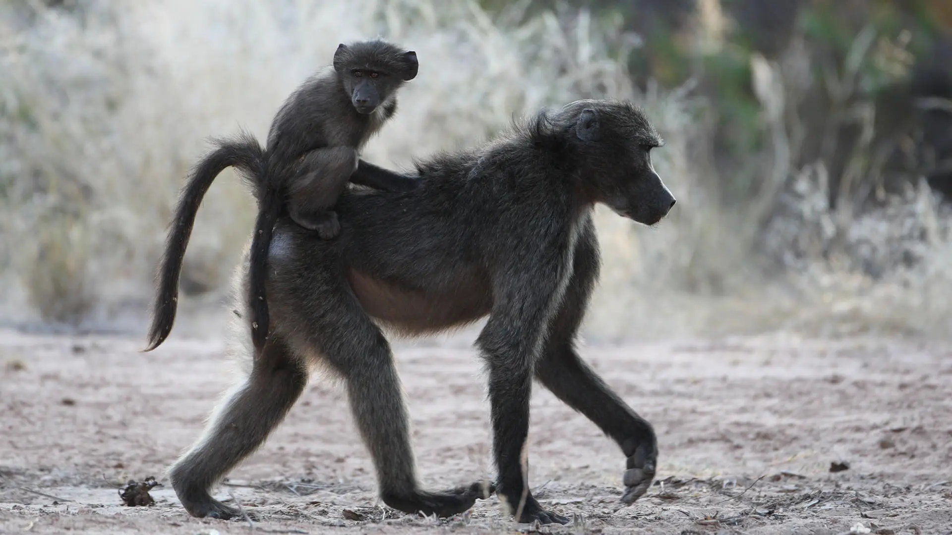 Animals & Wildlife