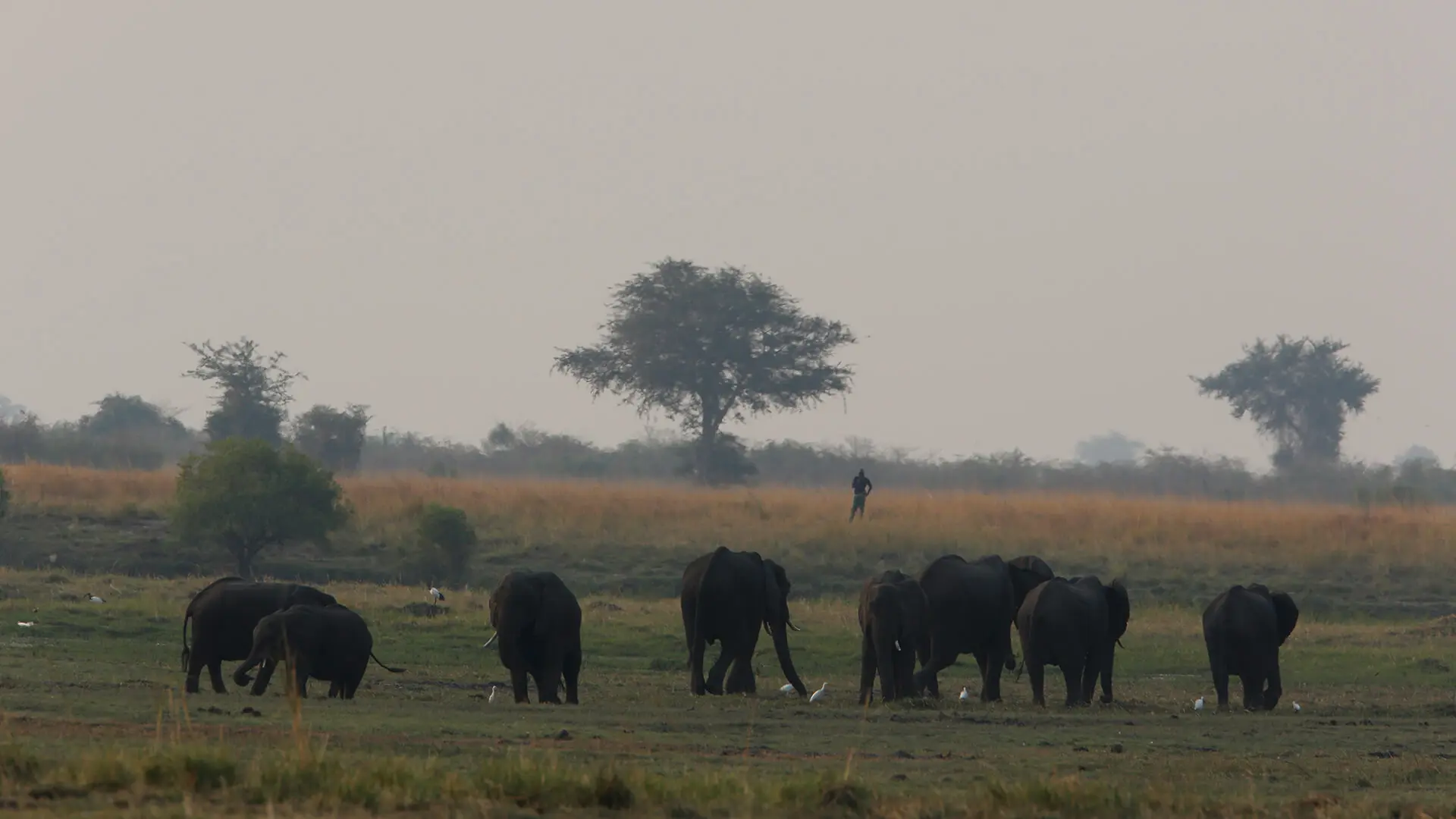 Animals & Wildlife