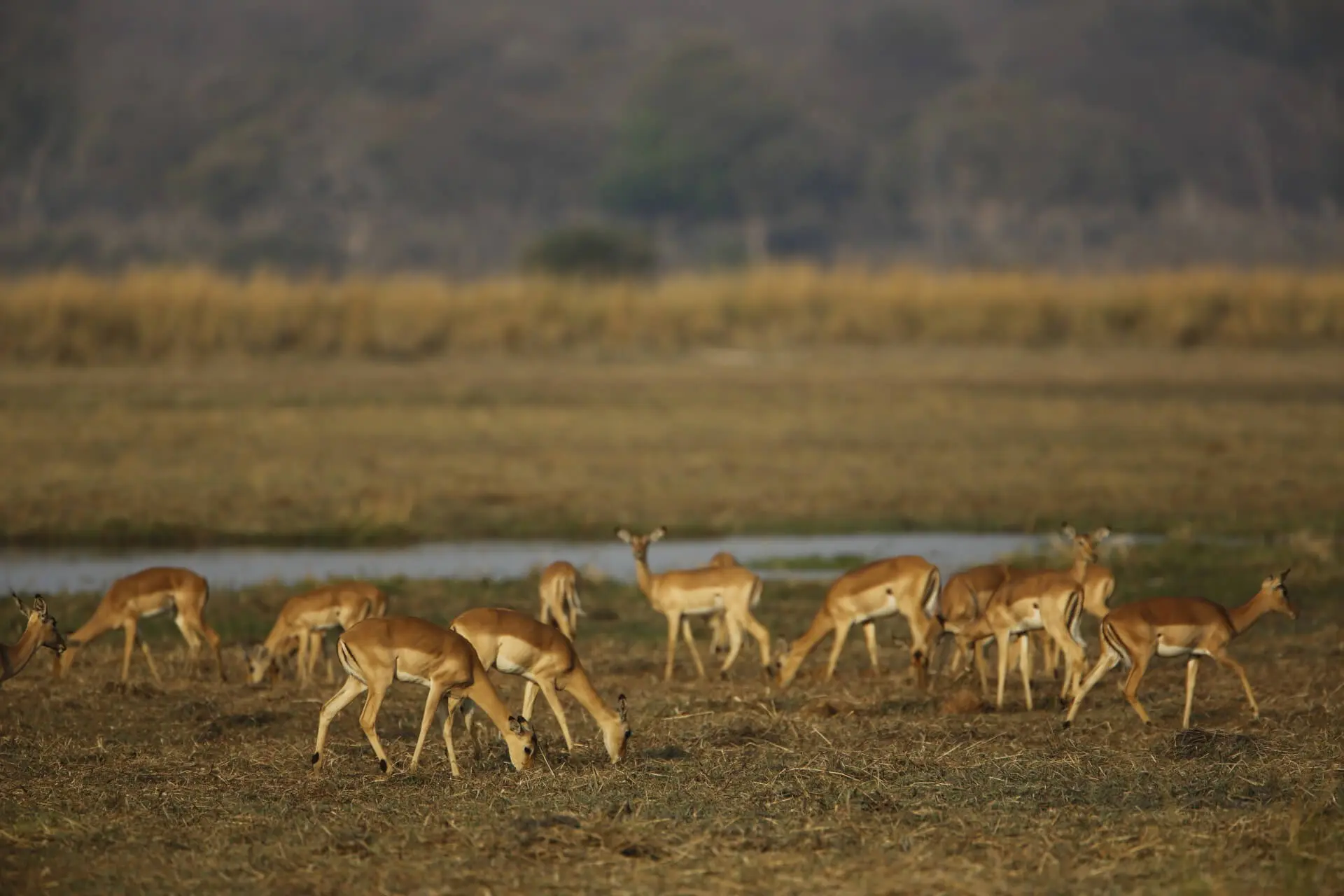 Animals & Wildlife