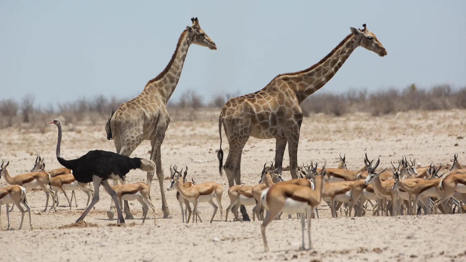 Animals & Wildlife