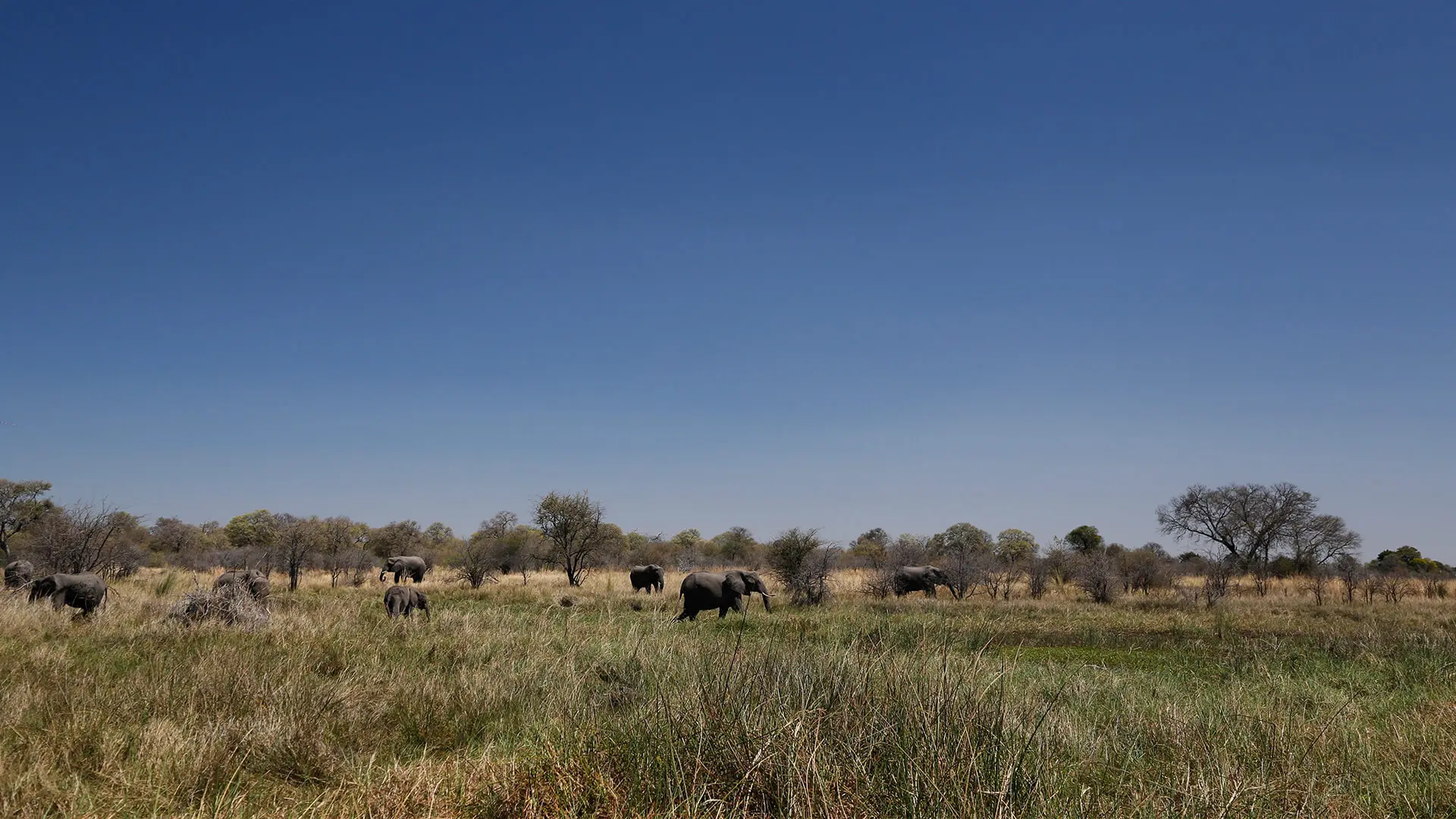 Animals & Wildlife