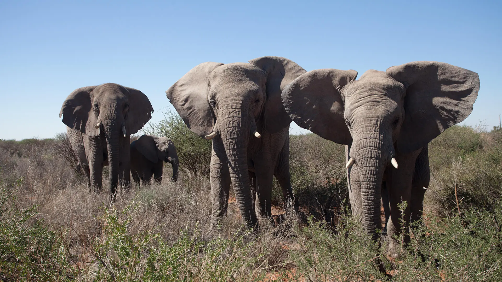 Animals & Wildlife